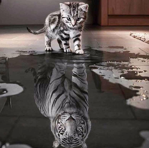Pintura de Diamantes - Tigre Bebé