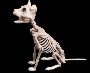 Cráneo Animal de Plástico - Réplica Esqueleto Decorativo - Image 16