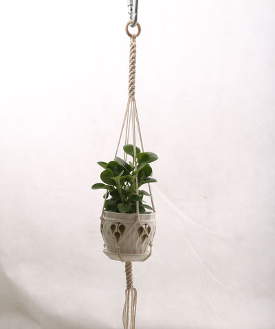 Colgador de Plantas Tejido Artesanal para Pared - Image 6