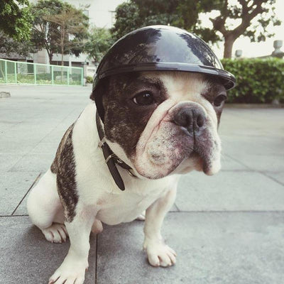 Casco Protector para Mascotas - Image 4