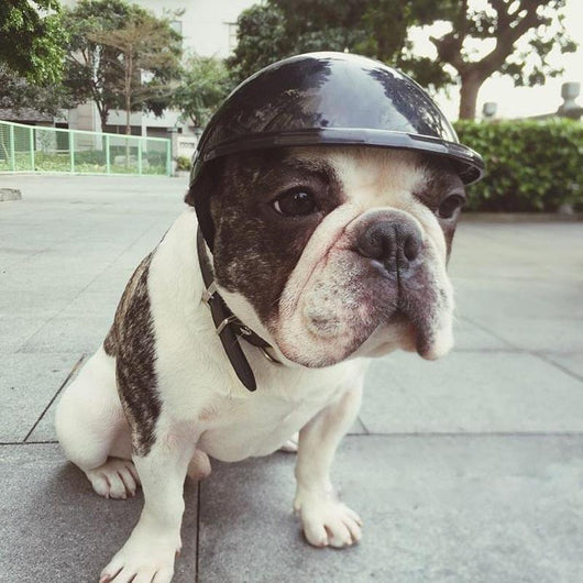 Casco Protector para Mascotas - Image 4