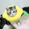 Lemon L