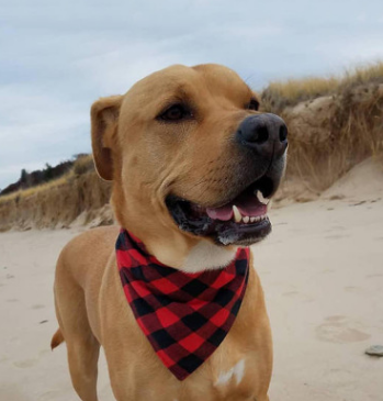 Pañuelo Triangular Cuadros para Perro - Babero Absorbente y Accesorio de Moda