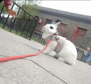 Chaleco para Conejo Mascota