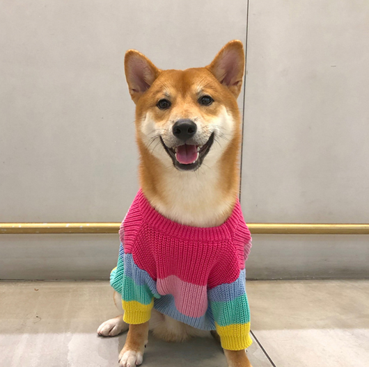 Suéter Arcoíris para Perros Pequeños y Cachorros - Image 7