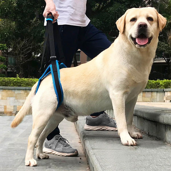 Soporte de Marcha con Correa para Patas de Mascotas