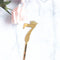Dorado Number 7 S