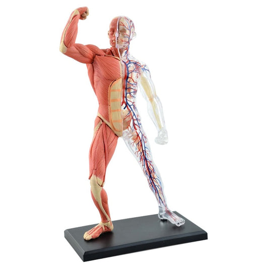 Modelo Anatómico 4D de Órganos y Músculos Humanos - Kit Educativo Interactivo - Image 8