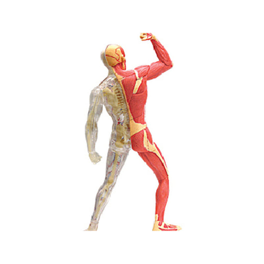 Modelo Anatómico 4D de Órganos y Músculos Humanos - Kit Educativo Interactivo - Image 10