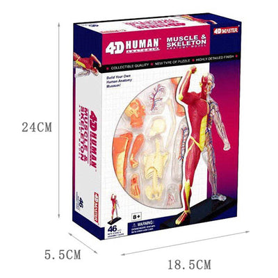 Modelo Anatómico 4D de Órganos y Músculos Humanos - Kit Educativo Interactivo - Image 3