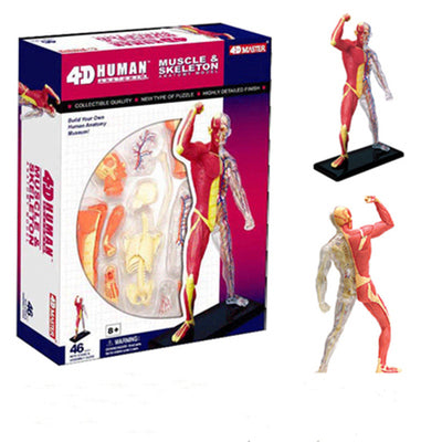 Modelo Anatómico 4D de Órganos y Músculos Humanos - Kit Educativo Interactivo - Image 4