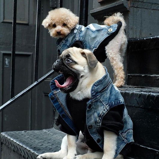 Ropa para Gatos Pet Tide - Diseño Teddy Suave y Cómodo - Image 2