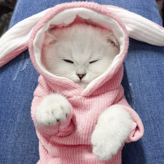 Suéter Acogedor para Mascotas - Ropa de Otoño e Invierno para Perros y Conejos - Image 6