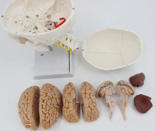 Modelo de Cráneo Humano con Suturas y Columna Cervical - Image 9