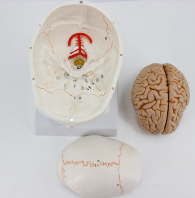 Modelo de Cráneo Humano con Suturas y Columna Cervical - Image 6