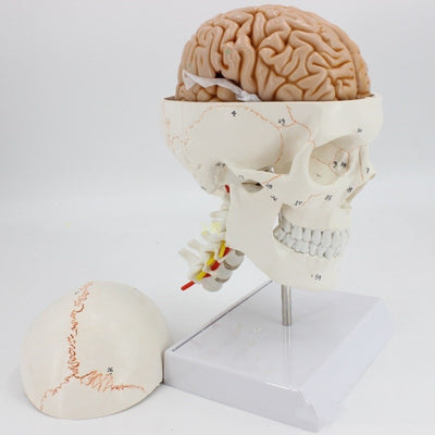 Modelo de Cráneo Humano con Suturas y Columna Cervical - Image 3
