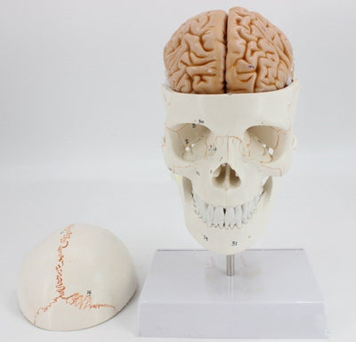Modelo de Cráneo Humano con Suturas y Columna Cervical - Image 2