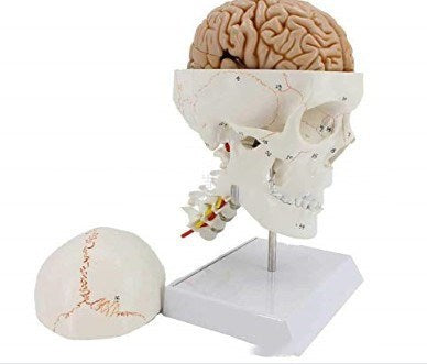 Modelo de Cráneo Humano con Suturas y Columna Cervical - Image 5