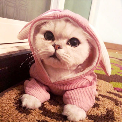 Sudadera para Perro Bichón con Orejas de Conejo y Diseño Teddy - Image 15