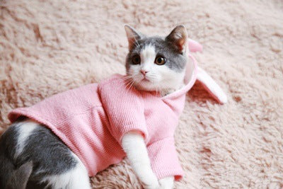 Sudadera para Perro Bichón con Orejas de Conejo y Diseño Teddy - Image 10