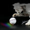 Juguete Interactivo para Gatos - Pelota Automática Recargable a Prueba de Plumas