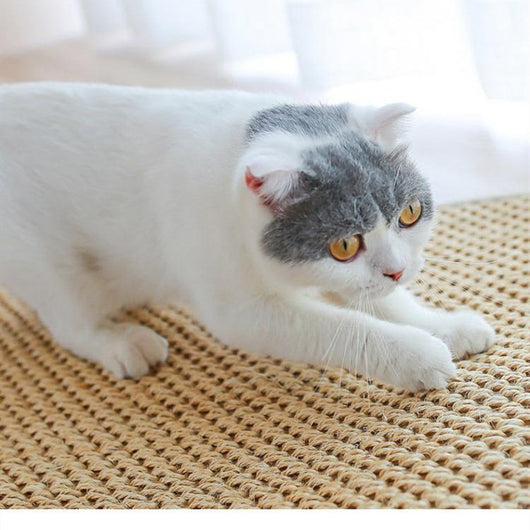 Protector de Sofá Resistente para Gatos - Almohadilla Grande Anti-Arañazos - Image 10