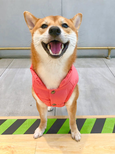 Chaleco Abrigador para Perros Pequeños - Ropa de Invierno para Corgi, Shiba Inu y Bichón - Image 5
