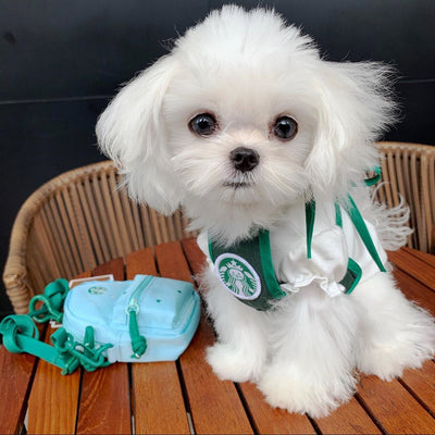 Ropa Adorable para Mascotas Estilo Coreano - Diseño Gato Estrella - Image 6