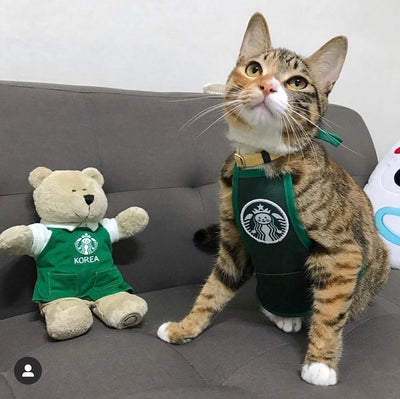 Ropa Adorable para Mascotas Estilo Coreano - Diseño Gato Estrella