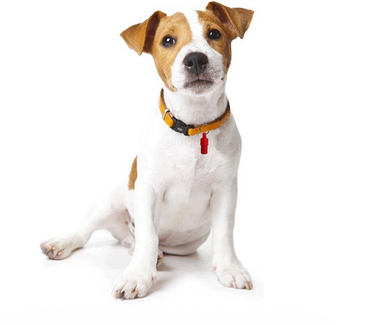 Placa de Identificación Anti-pérdida para Mascotas - Gatos y Perros - Image 2
