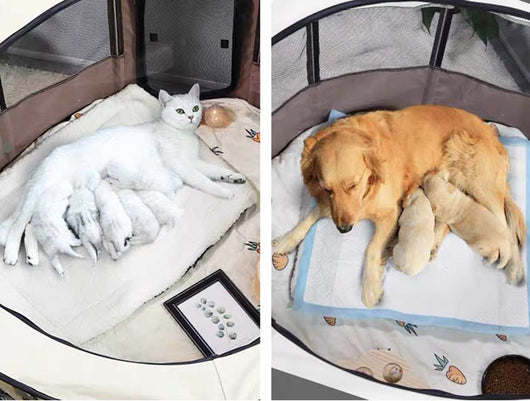 Casa Desmontable para Mascotas con Tela Oxford - Corral Portátil para Perros y Gatos - Image 14