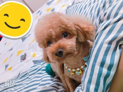 Collar Festivo para Mascotas con Campana y Moño Año Nuevo - Image 8