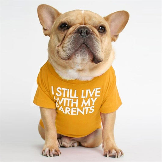 Polera Cuello Alto Bichon Diseño Japonés y Coreano - Image 16