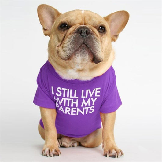 Polera Cuello Alto Bichon Diseño Japonés y Coreano - Image 10