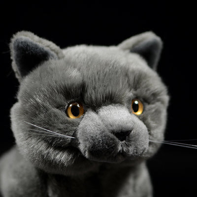 Peluche Gato Azul Británico de Shorthair - Muñeco Adorable - Image 4