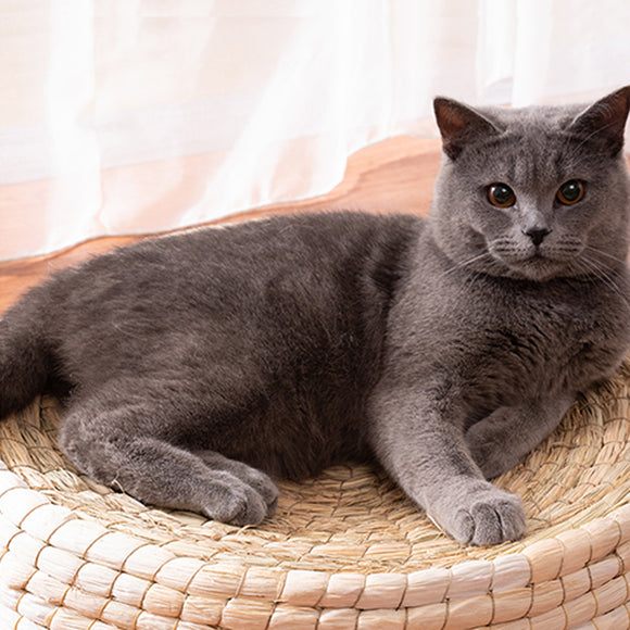 Casa Cama para Gatos de Fieltro Teng Wok