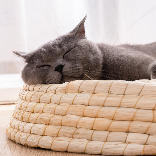 Casa Cama para Gatos de Fieltro Teng Wok - Image 5
