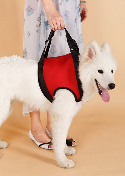 Cinturón de Apoyo para Patas Traseras de Perros Ancianos - Image 18