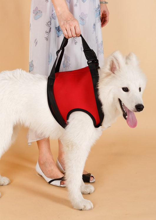 Cinturón de Apoyo para Patas Traseras de Perros Ancianos - Image 18