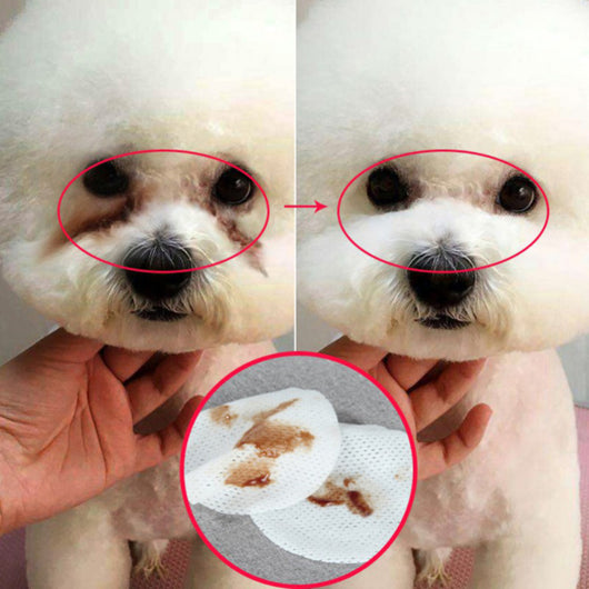 Toallitas de Limpieza Ocular para Mascotas - Perros y Gatos - Image 2