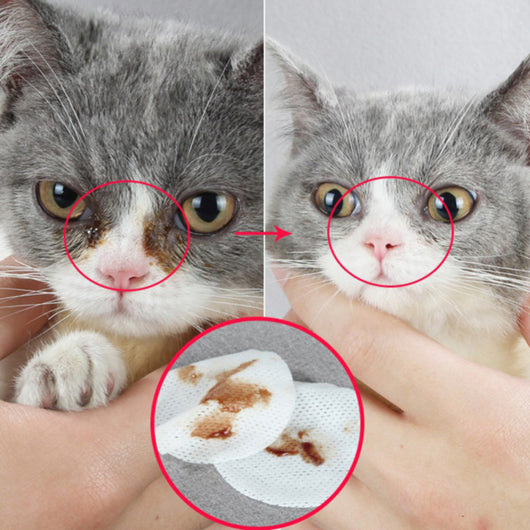 Toallitas de Limpieza Ocular para Mascotas - Perros y Gatos - Image 3