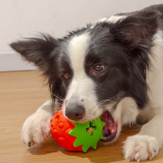 Pelota mordedora para limpieza dental de perro