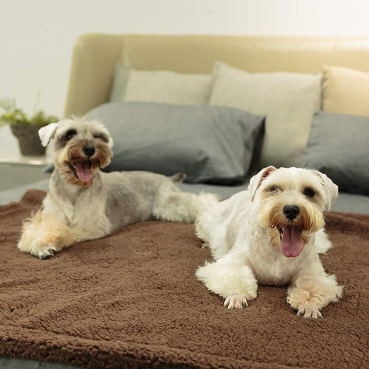 Manta Térmica Premium para Mascotas - Colchoneta Refrescante para Perros y Gatos - Image 13