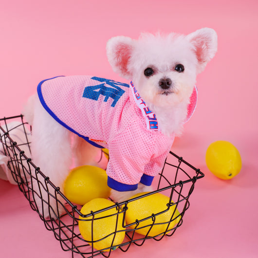 Chaleco Transpirable para Perros Pequeños con Capucha y Malla Ligera - Image 6