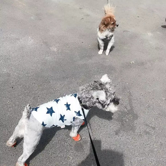 Ropa para Perros - Abrigos y Disfraces Cómodos - Image 5