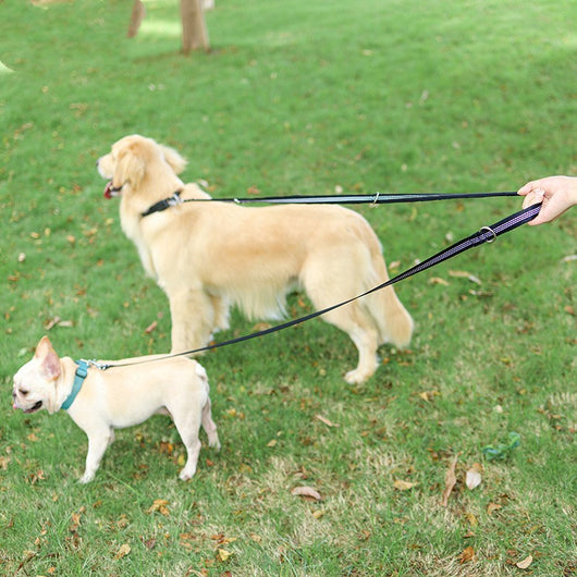 Correa Extensible Multifuncional para Pasear Perros - Image 10