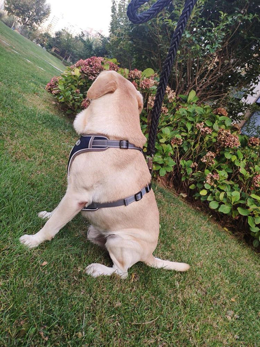 Arnés de Seguridad Antiexplosión para Perros - Image 7