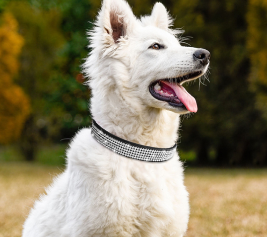Collar para Perro con Hebilla de Diamantes y Strass para uso en Ecuador - Image 5