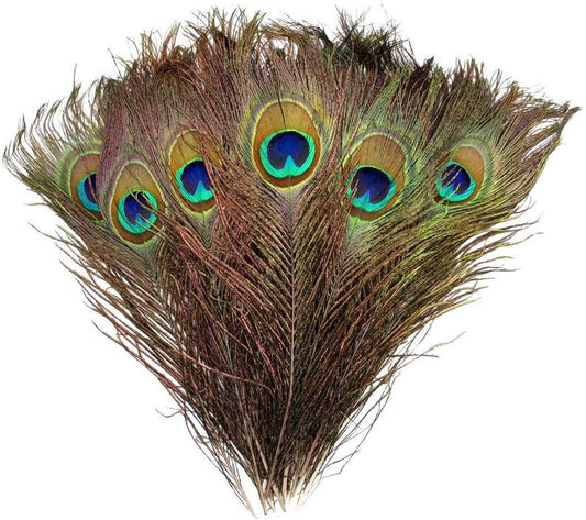 Plumas de Pavo Real con Ojos Naturales 2-6 cm