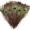 Plumas de Pavo Real con Ojos Naturales 2-6 cm